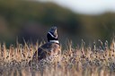 BUITEN BEELD Foto: 123573