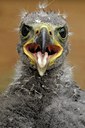 BUITEN BEELD Foto: 123729