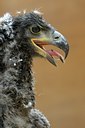 BUITEN BEELD Foto: 123736