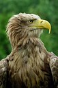 BUITEN BEELD Foto: 123826