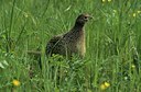 BUITEN BEELD Foto: 123875