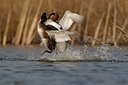 BUITEN BEELD Foto: 123888