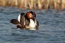 BUITEN BEELD Foto: 123899
