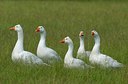 BUITEN BEELD Foto: 123915
