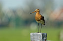 BUITEN BEELD Foto: 123977