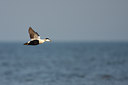 BUITEN BEELD Foto: 124271