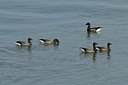 BUITEN BEELD Foto: 124985