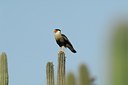 BUITEN BEELD Foto: 124994