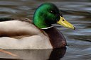 BUITEN BEELD Foto: 125015