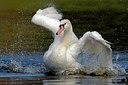 BUITEN BEELD Foto: 125063