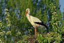 BUITEN BEELD Foto: 125142