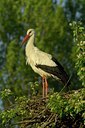 BUITEN BEELD Foto: 125143