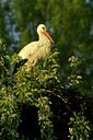 BUITEN BEELD Foto: 125145