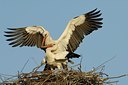 BUITEN BEELD Foto: 125161