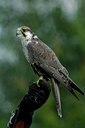 BUITEN BEELD Foto: 125269
