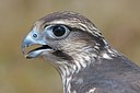 BUITEN BEELD Foto: 125376