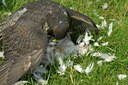 BUITEN BEELD Foto: 125433