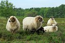BUITEN BEELD Foto: 125714