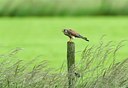 BUITEN BEELD Foto: 125741