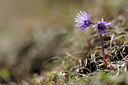 BUITEN BEELD Foto: 126082