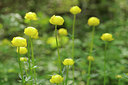 BUITEN BEELD Foto: 126141