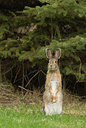 BUITEN BEELD Foto: 126218