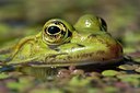 BUITEN BEELD Foto: 126345