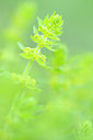 BUITEN BEELD Foto: 126385