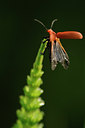 BUITEN BEELD Foto: 126393