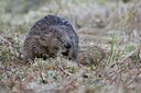 BUITEN BEELD Foto: 126437