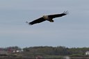 BUITEN BEELD Foto: 126473