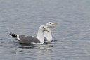 BUITEN BEELD Foto: 126474