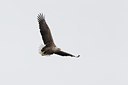 BUITEN BEELD Foto: 126483