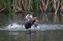 BUITEN BEELD Foto: 126490