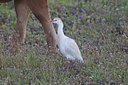 BUITEN BEELD Foto: 126517