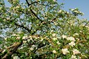 BUITEN BEELD Foto: 126542