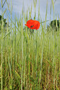 BUITEN BEELD Foto: 126576