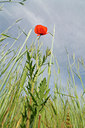 BUITEN BEELD Foto: 126577