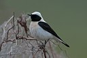 BUITEN BEELD Foto: 126690