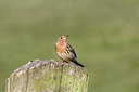 BUITEN BEELD Foto: 126810