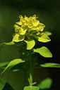 BUITEN BEELD Foto: 126957