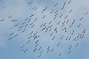 BUITEN BEELD Foto: 126965