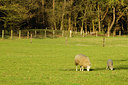 BUITEN BEELD Foto: 127086