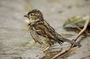 BUITEN BEELD Foto: 127195