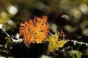 BUITEN BEELD Foto: 127206