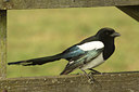 BUITEN BEELD Foto: 127207