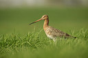 BUITEN BEELD Foto: 127235