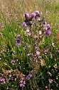 BUITEN BEELD Foto: 127280
