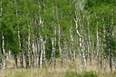 BUITEN BEELD Foto: 127355