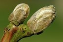 BUITEN BEELD Foto: 127457